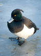 tufted duck standing on frozen lake