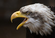 Weißkopfseeadler