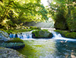 原生林と渓流と光芒　Virgin forest and shaft beam of light