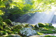 原生林と渓流と光芒　Virgin forest and shaft beam of light