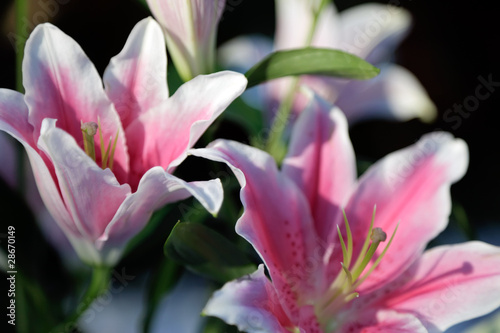 Photo: Pink lily Pink lily