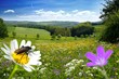 Spring Meadow / Blumenwiese (Fotomontage)