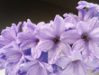 hyacinth with drops detail