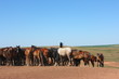 Horse herd grazing on the steppe red clay hills