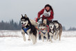 Sled dogs