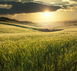 Photo: Golden Sunset Over A Wheat Field Golden Sunset Over A Wheat Field