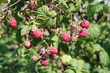 summer berries