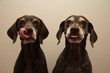 licking lipps