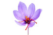 saffron flower