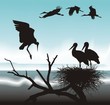 Storks on the lake