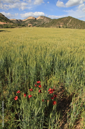 Photo: Cereal plantation,Gudar mountains, Teruel province, Aragon Spain Cereal plantation,Gudar mountains, Teruel province, Aragon Spain