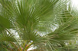 Palm Branch