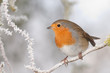 robin