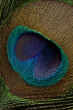 Peacock Feather