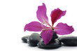 tropical red flower with pebbles