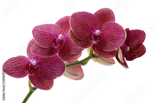Photo: Macro of a beautiful pink orchid Macro of a beautiful pink orchid