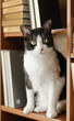 Photo: Fat cat Fat cat