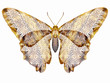 Schmetterling