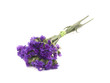 Statice flowers - Limonium Sinuatum