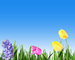 spring flowers