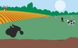tractor vacas