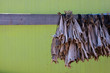 Stockfisch