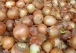 onion