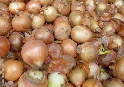 Photo: onion onion
