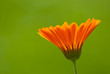 Ringelblume Calendula Officinalis