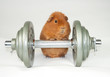 superpig workout superpig workout