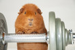 piggy-power piggy-power