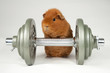 Guinea-Power Guinea-Power