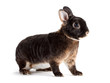 Rabbit.