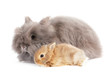 Rabbit.