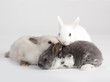 3 Rabbit baby