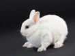 Rabbit baby