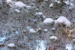 Snow on pine Snow on pine