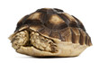 African Spurred Tortoise, Geochelone sulcata, 1 year old African Spurred Tortoise, Geochelone sulcata, 1 year old
