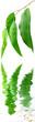 feuilles d'eucalyptus australien