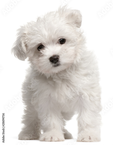 Photo: Maltese puppy, 2 months old, standing Maltese puppy, 2 months old, standing