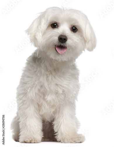 Photo: Maltese puppy, 9 months old, sitting Maltese puppy, 9 months old, sitting