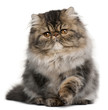 Persian kitten, 4 months old, sitting Persian kitten, 4 months old, sitting