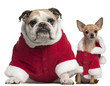 English Bulldog and Chihuahua in Santa outfits sitting