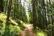 forêt