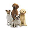 4 Hunde