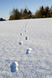 tracks in snow