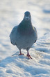pigeon standing on frozen ground