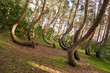 Curved forest reserve in Poland