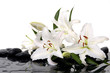 madonna lily and spa stone