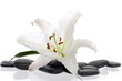 lily and spa stone on white